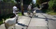 The Circle of Life With Goats | Farm Raised With P. Allen Smith