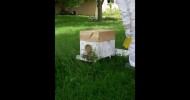 Unexplained Swarming of First-Year Ohio Honey Bees