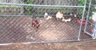 Update on baby chickens and turkeys.