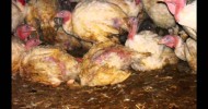 Big Birds, Big Cruelty documentary exposing the treatment of factory farmed turkeys in Australia