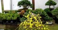 Bonsai in winter cold frame