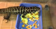 Columbian Tegu eating Cantaloupe &  Eggs