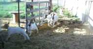 Homesteading feeding Boer  goats