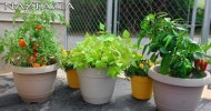 Learn How to Garden for Beginners – Container Gardening – Urban Rooftop Porch Patio Balcony