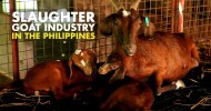 Slaughter Goat Farming in the Philippines – Agribusiness Season 1 Episode 3 Part 1