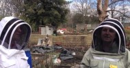 Spring Bees in Harpurhey & Community Polytunnel