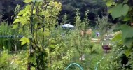 Tour of Hilda’s Organic Garden July 2014