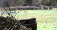 Turkeys in field