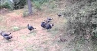 Turkeys Visit My New Home