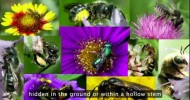 VIDEO ON BEES