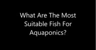 What Are The Best Fish For Aquaponics?