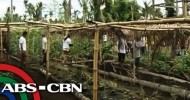 Yolanda survivors tries organic farming