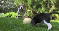 Beagle Puppy Won’t Share Juicy Cantaloupe