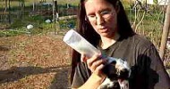 bottle feeding baby goats