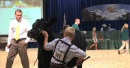 Cattle Showmanship Tips – Sure Champ