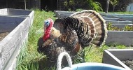 Chickens and turkeys in the garden area