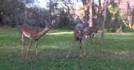 Deer eating cantaloupe