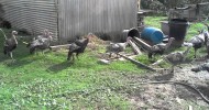 Flying Turkeys