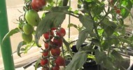 [geekgardener.in] Growing Cherry Tomatoes using Hydroponics