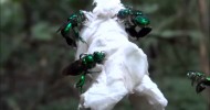 Interesting Behavior Wild Orchid Bees on Barro Colorado Island