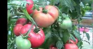 Kratky Method-DWC-Compost Tea Hydroponics #6  Hydroponic Tomatoes