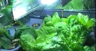 My Cheap CFL Grow Light Fixture Results in Hydroponics (Lettuce and Beans)