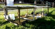 Pastured Rabbits May 2011