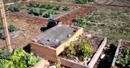 Permaculture gardening in raised beds update 2/04/2012