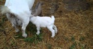 Tsarina’s Kids Day 3 – Our Nigerian Dwarf Dairy Goat and Babies