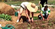 Twin Oaks Community organic garden transplanting