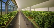 أكبر مشروع اماراتي في الزراعة المائية Hydroponics UAE