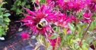 Plants for Bees in August