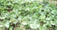 Progress on cantaloupe & pumpkin in the compost #1