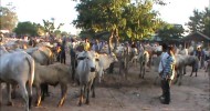 Thailand Cattle Auction, Cows and Buffalo