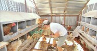 THE EGG COLLECTOR – Inside a Funny Organic Egg Farm