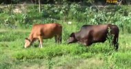 The Interesting Inner Lives and High Intelligence of Cows