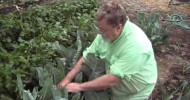 Wide Row Raised Bed Gardening Harvesting Cauliflower