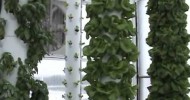 Aquaponics System in a Retractable Roof Greenhouse in Florida.wmv