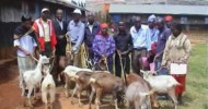 DAIRY GOAT BREEDING PROJECT