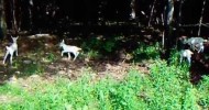 Dory the Dairy Goat’s Quadruplet Kids Playing – 1 week old