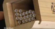 Mason Bees