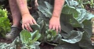 Wide Row Raised Bed Gardening Harvest Cabbage 2nd Crop of Cabbage