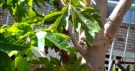 Backyard Urban Food Gardening in Northern NSW Australia