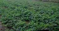 Cantaloupe and Watermelon Fields