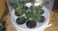 Growing Tomato Cuttings in Hydroponics (Step by Step)