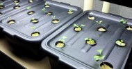 Hydroponics & Handicap Indoor Gardening